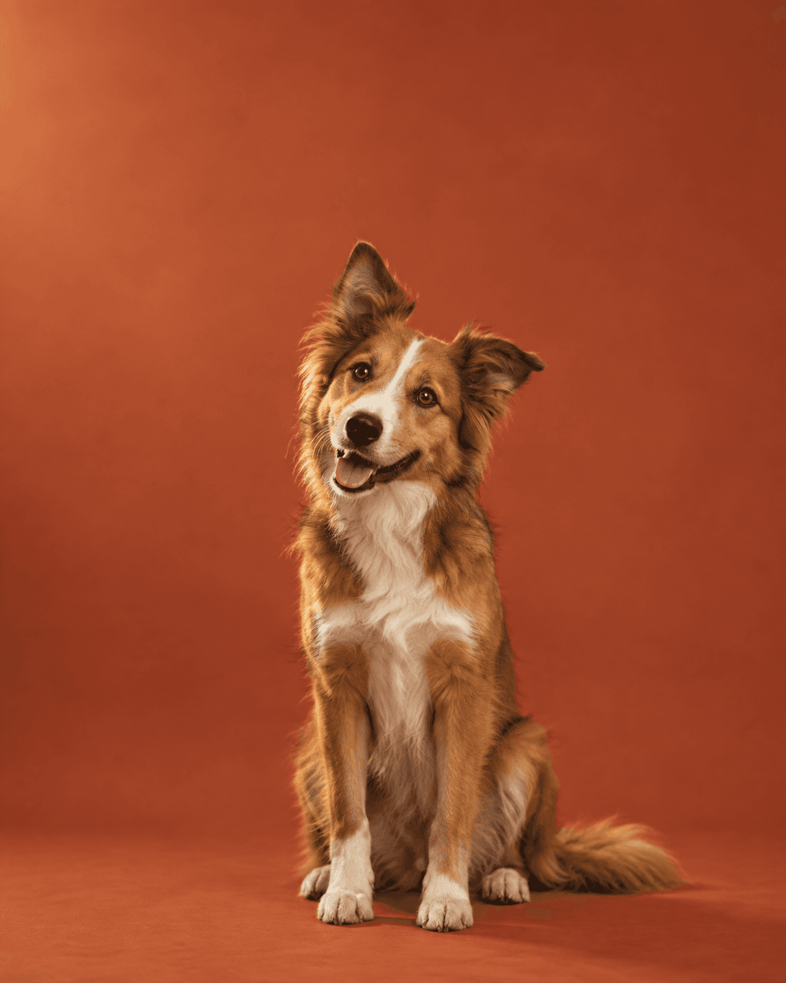 A cheerful border collie with perked ears