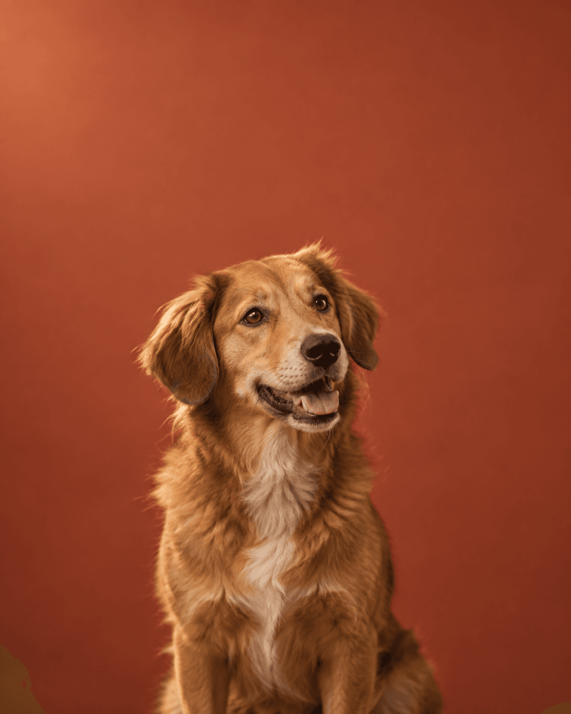 A happy golden retriever sitting against a warm terracotta backdrop